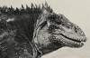 galapagos land iguana bronx 1923.png