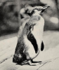 galapagos penguin bronx 1923.png
