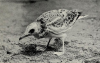 young fork-tailed gull at bronx new york 1923.png