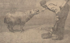 first pygmy hippo in the Neterlands artis 1927.png