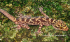 cyrodactylus houaphanensis.png