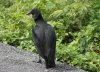 IMG_8863 American black vulture.jpg