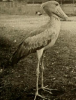 shoebill gize zoo 1910.png