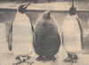 London zoo kingpenguins with 4 month old chick Dec 1955.png