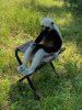 coquerels sifaka.jpg