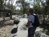 emu-on-pathjpeg.jpg