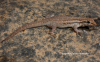 lygodactylus nyaneka.png