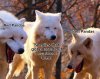 Laughing_Wolves_Meme_Template.jpg