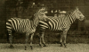 crawsays zebras new york a.png