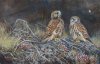 kestrels in Marros by Alistair.JPG