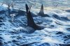 Killer Whale.JPG