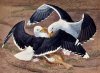 fighting gulls.jpg