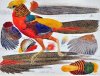 Tunnicliffe Golden Pheasant.jpg