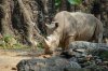 WhiteRhino_Tony_0185.jpg