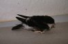 4-14-2013_054 house martin.jpg
