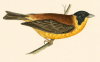 black-headed bunting.png
