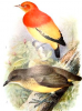 Naamloos flame bowerbird.png