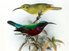 superb sunbird -pair.png