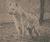 spotted hyena 1929 artis.png