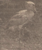 shoebill dierenpark wassenaar 1950.png