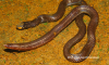 Rhinophis karinthandani.png