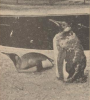 incubating king pinguin artis 1956 infirtile.png