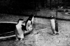 kinband gentoo en andere pinguin artis 1935.png