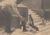 Artis pinguins aug. 1935.png