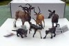 MY NEW MODEL WILDLIFE COLLECTION STARTED TO COLLECT AFTER LOCK-DOWN STARTED 23 03 2020  (53).JPG