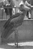 brookfield zoo 1950 shoebill.png