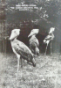 postcard brookfield chicago shoebill around 1950.png
