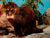 San diego zoo otter civet.png