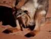 DSC04050_cropped_resized2 12-19-20 (Bonnie's Yellow-Footed Rock Wallaby Joey).jpg