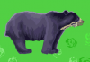 spectacled bear 1.PNG