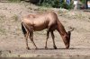 Alcelaphus caama Wroclaw.JPG