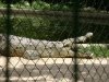 ZOOLOGICO JAN 2012 053.jpg