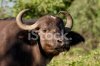3606780-african-buffalo-portrait.jpg