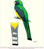 new trogon species 1.png