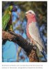 Galah.jpg