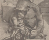 artis gorilla japie 1936.png