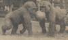 artis 1964 tembo and banja.png