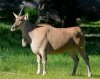 Eland II.jpg
