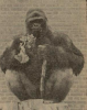wassenaar 1973 gorilla bobby.png