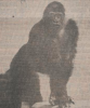 wassenaar gorilla linda 1978.png