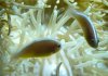 Amphiprion akallopisos.jpg