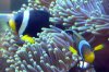 Amphiprion chrysogaster 1.jpg