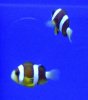 Amphiprion clarkii 1.jpg