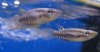 Aplocheilus lineatus 2.jpg