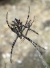 Argiope lobata courtship.jpg