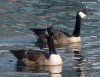 Branta canadensis 2.jpg